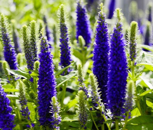Veronica spicata Royal Candles