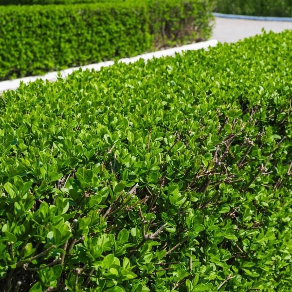 Dense green privet hedge forming a tall screen along a landscaped garden bed.
