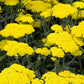 Achillea Moonshine Yarrow Image 1