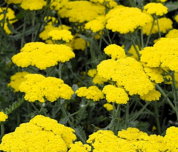 Achillea Moonshine Yarrow Image 1