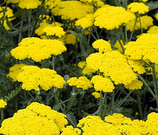 Achillea Moonshine Yarrow Image 1