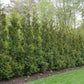 American Pillar Arborvitae Trees Privacy Hedgesm