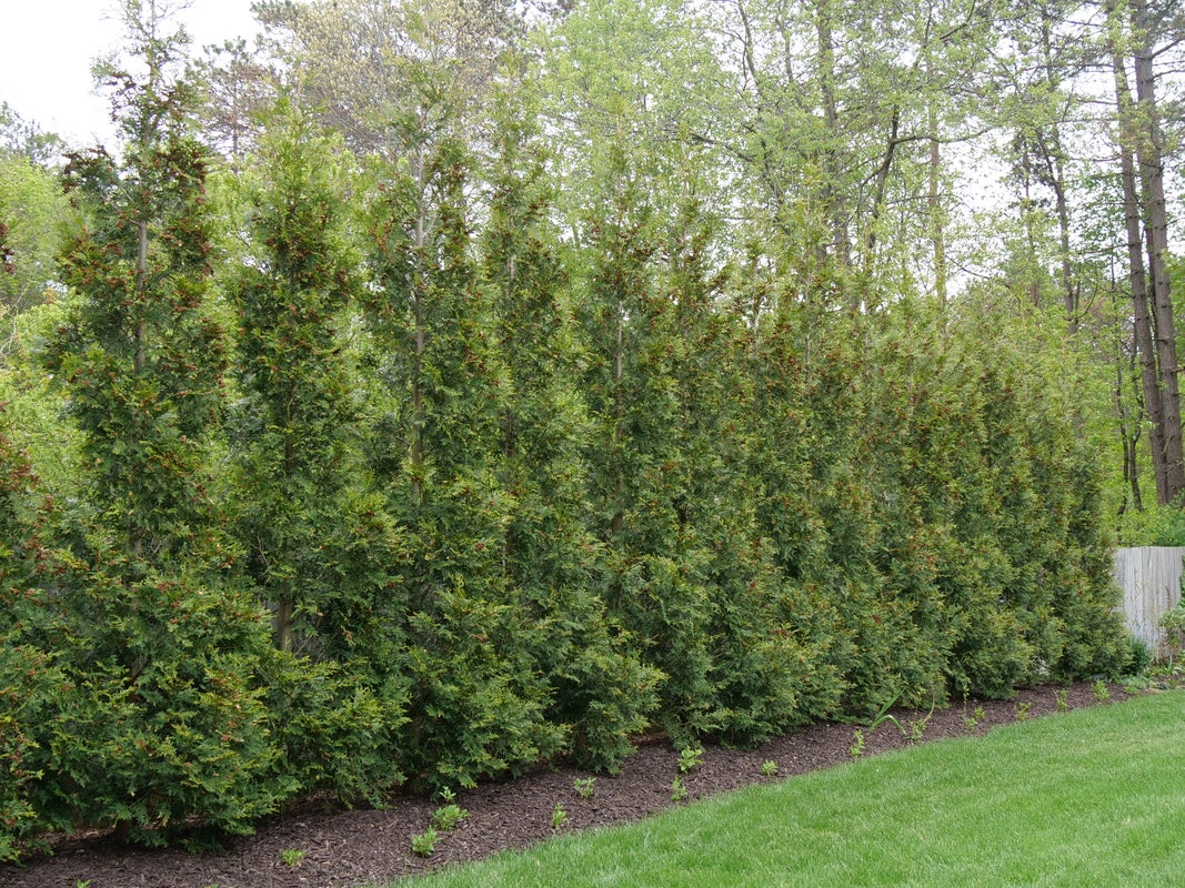 American Pillar Arborvitae Trees Privacy Hedgesm