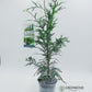 American Pillar Arborvitae