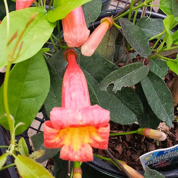 Tangerine Beauty Crossvine with bright orange trumpet flowers climbing a fence.
