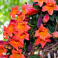 Tangerine Beauty Crossvine with bright orange trumpet flowers climbing a fence.
