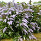 Grand Cascade Buddleia Pint