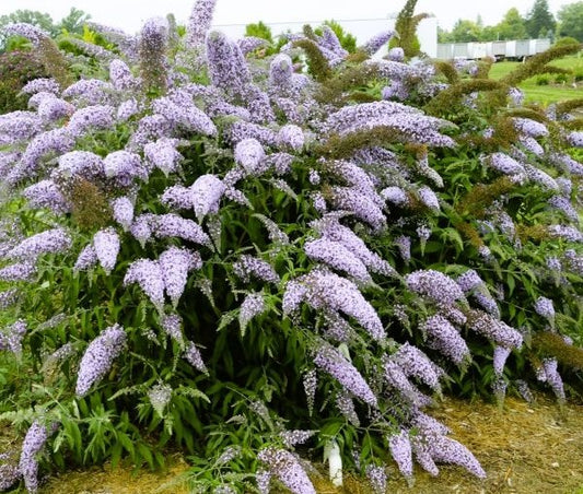 Grand Cascade Buddleia Pint