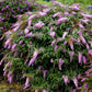 Pink Cascade Buddleia Pint