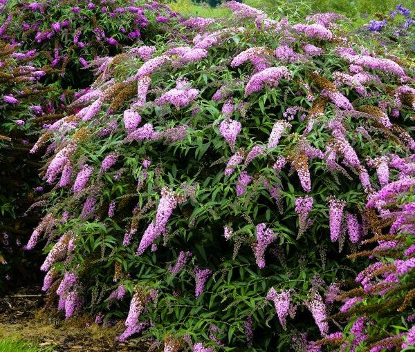 Pink Cascade Buddleia Pint
