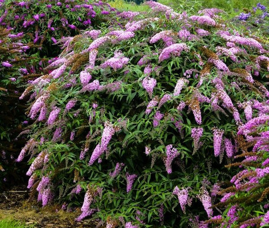 Pink Cascade Buddleia Pint