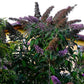 Black Knight Buddleia Pint Image 1