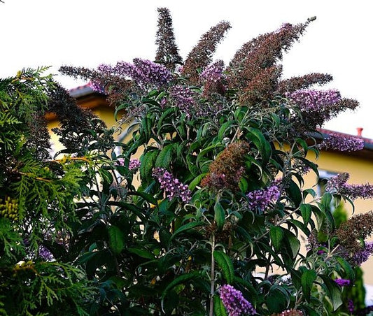 Black Knight Buddleia Pint Image 1