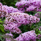 Pink Cascade Buddleia Pint