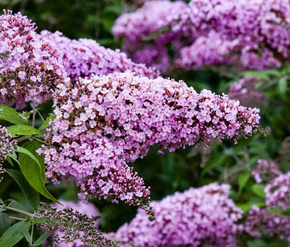 Pink Cascade Buddleia Pint