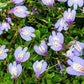 Mazus Reptans Image 1