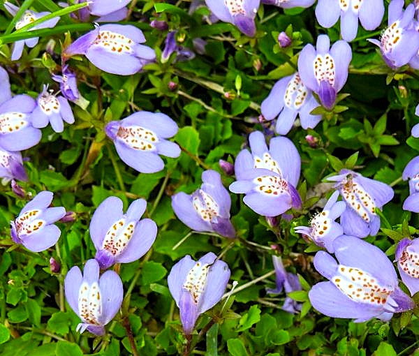 Mazus Reptans Image 1