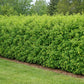 Siberian Peashrub shrub with upright branches and yellow spring flowers.


