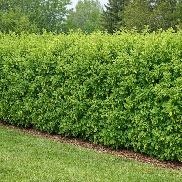 Siberian Peashrub shrub with upright branches and yellow spring flowers.


