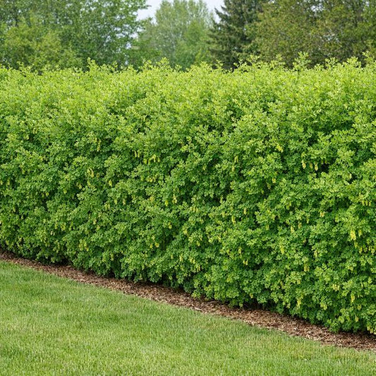 Siberian Peashrub shrub with upright branches and yellow spring flowers.


