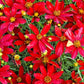 "Vibrant red flowers of Hot Paprika Tickseed in summer" Image 2