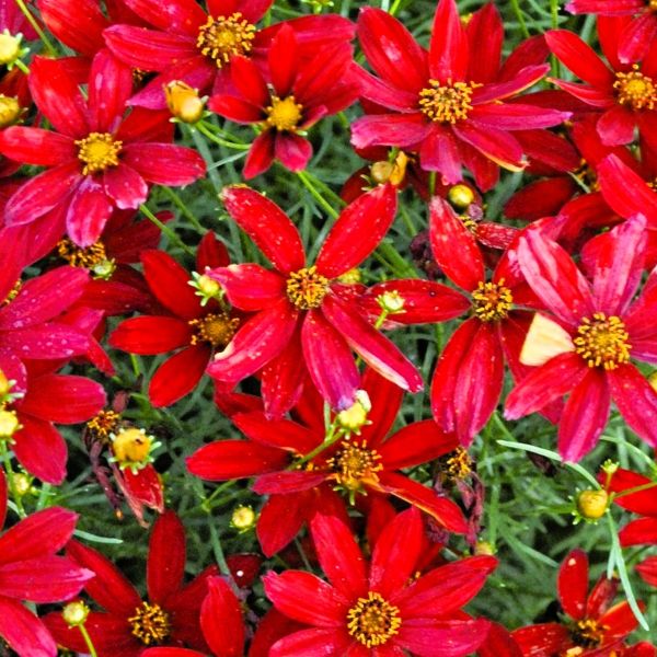"Vibrant red flowers of Hot Paprika Tickseed in summer" Image 2