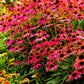 Close-up of Pow Wow Wild Berry Coneflower's pink flowers