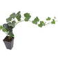 A healthy English Ivy live starter plant with a long trailing vine extending from a small black plastic square nursery pot