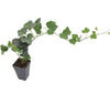 English Ivy Bare Root Image 4