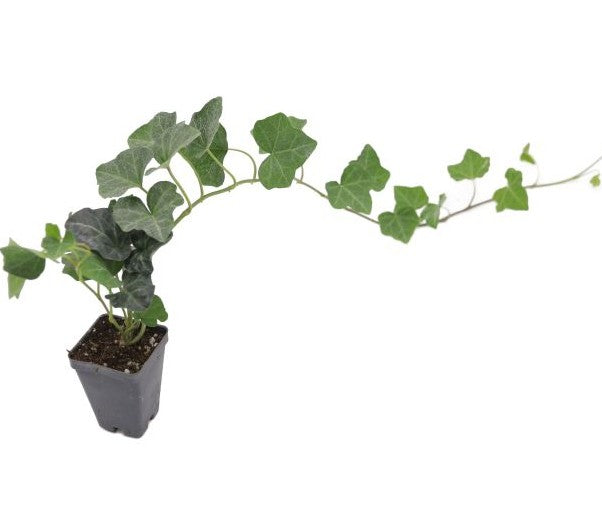 English Ivy Bare Root Image 4
