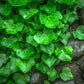 English Ivy Bare Root Image 3