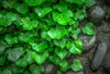 Lush green English Ivy foliage with raindrops spreading over dark, wet river rocks in a garden bed