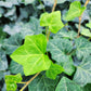 English Ivy Bare Root