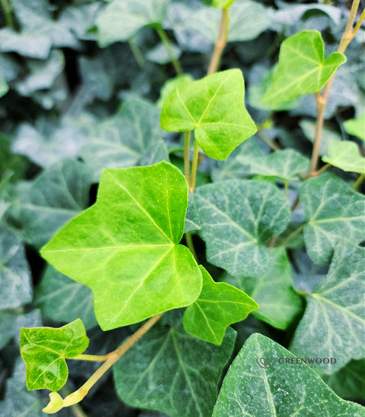 English Ivy Bare Root