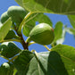 Fignomenal Dwarf Fig Tree Image 1