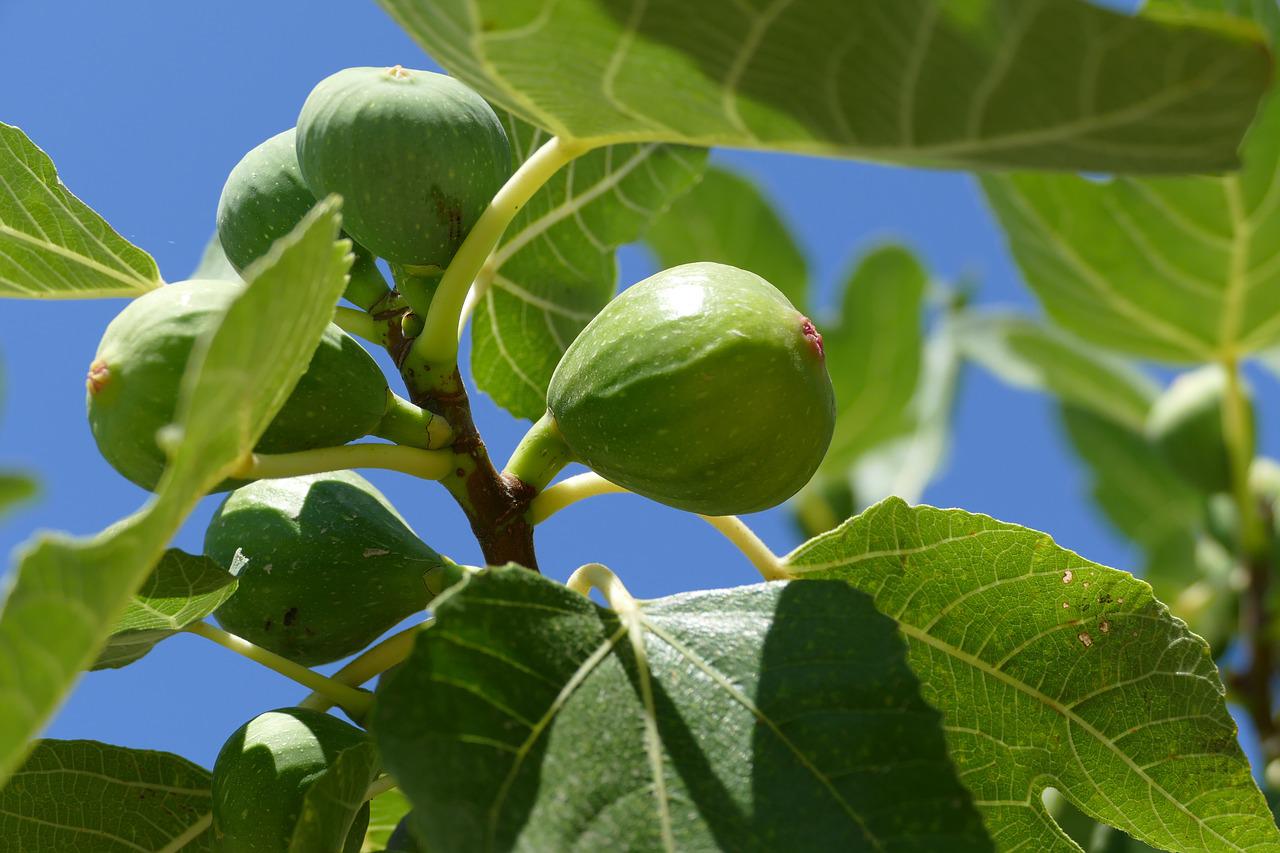 Fignomenal Dwarf Fig Tree Image 1