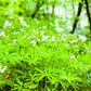 Sweet Woodruff Pint Image 2