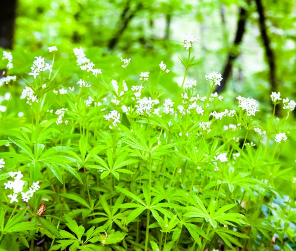Sweet Woodruff Pint Image 2