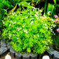 Sweet Woodruff Pint Image 3