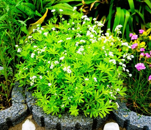 Sweet Woodruff Pint Image 3