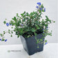 A premium live Veronica Georgia Blue groundcover plant potted in a black square plastic container, showcasing healthy green foliage and small blue flowers with a clean white background