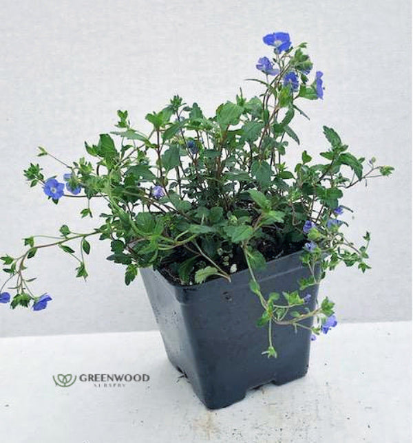 A premium live Veronica Georgia Blue groundcover plant potted in a black square plastic container, showcasing healthy green foliage and small blue flowers with a clean white background