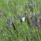 Grosso Lavender Pint Image 3