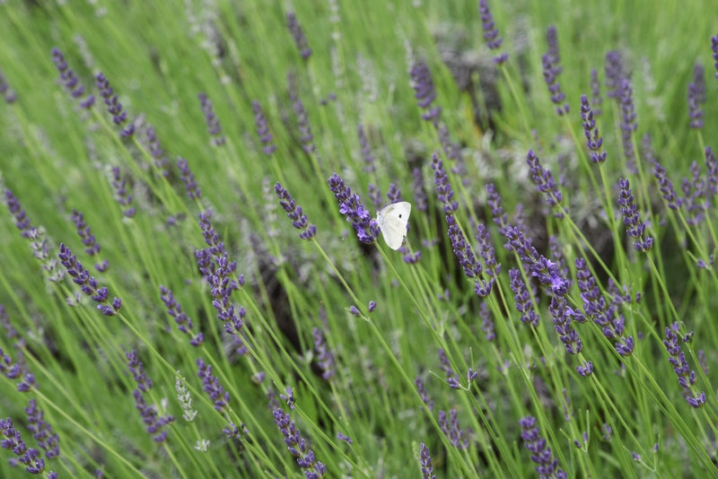 Grosso Lavender Pint Image 3