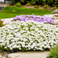 Alexanders White Iberis Candytuft Pint