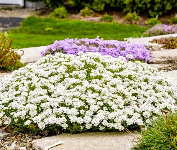 Alexanders White Iberis Candytuft Pint