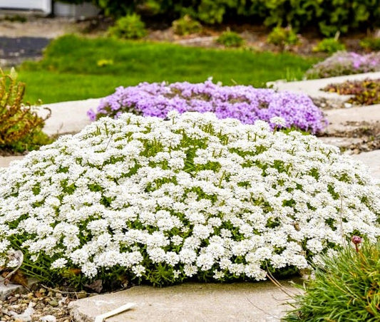 Alexanders White Iberis Candytuft Pint