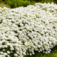 Alexanders White Iberis Candytuft Pint Image