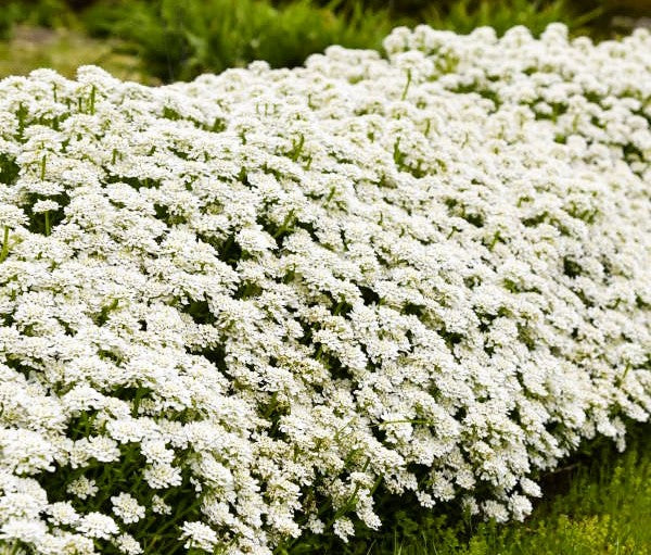 Alexanders White Iberis Candytuft Pint Image