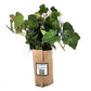 English Ivy Bare Root Image 2
